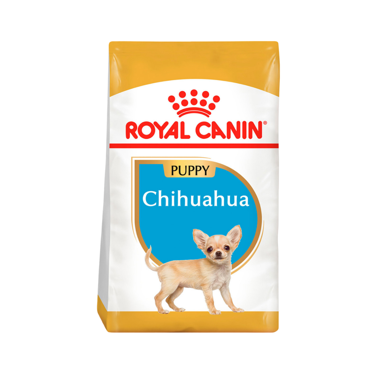 CHIHUAHUA PUPPY 1.1 kg