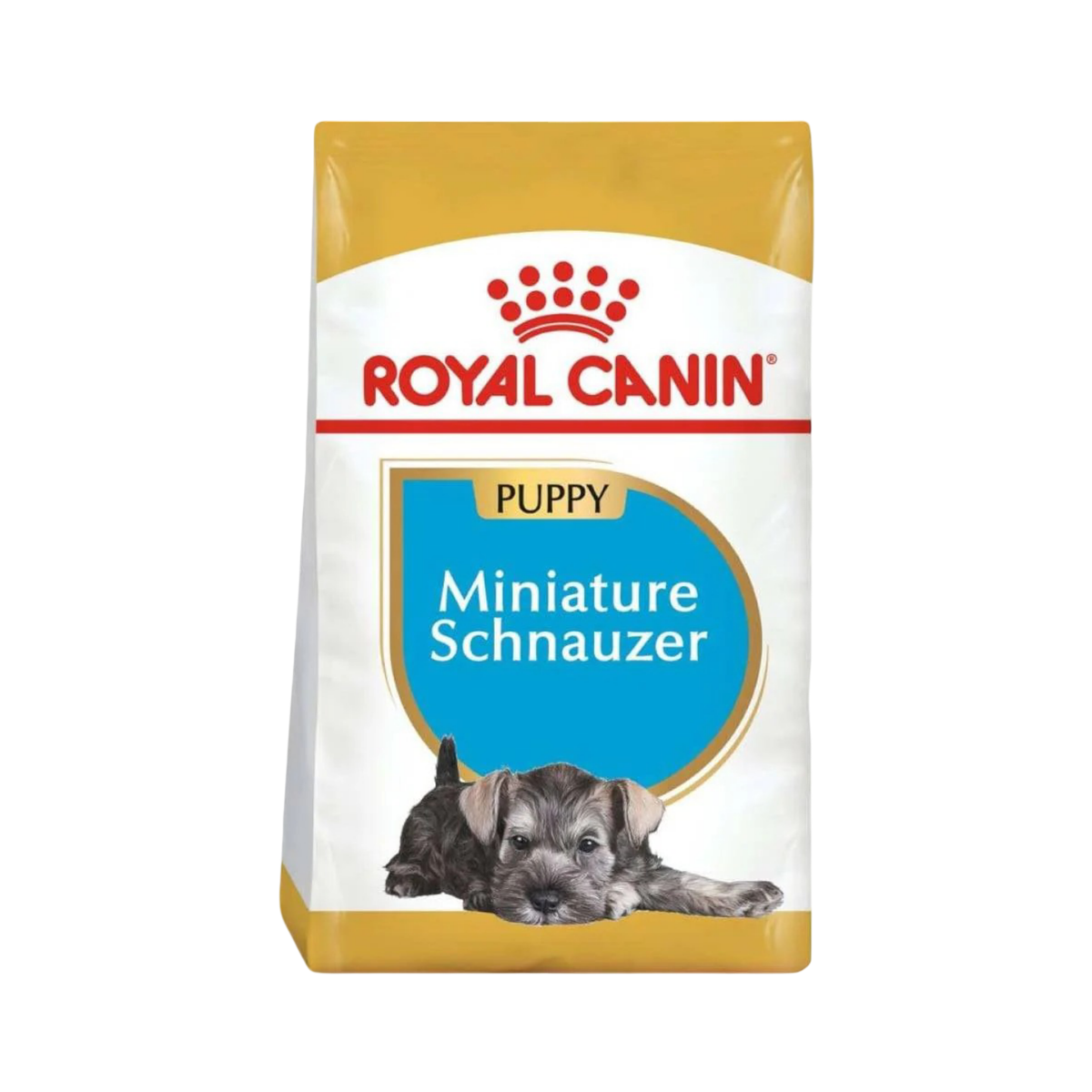 MINI SCHNAUZER PUPPY 1.1 kg