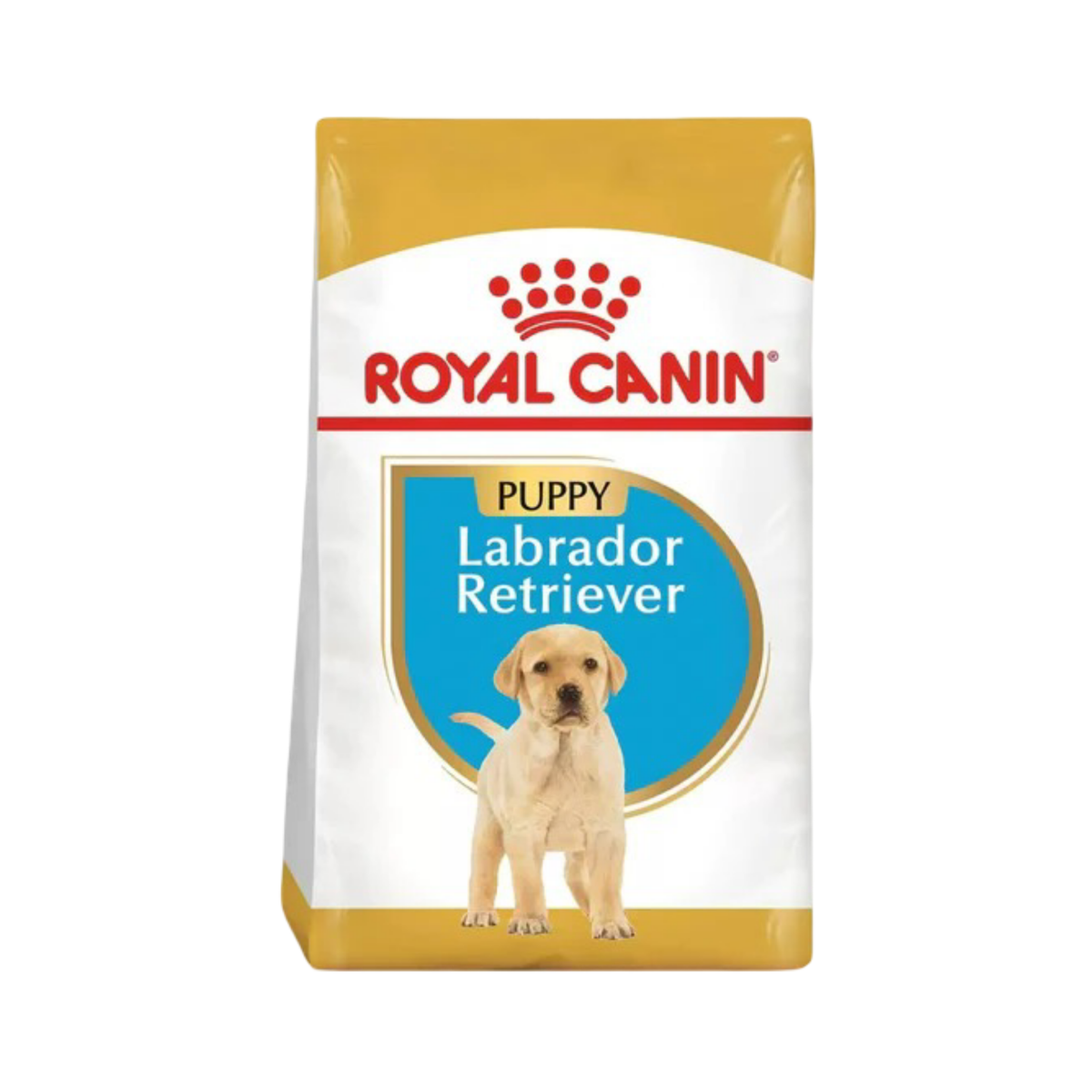 LABRADOR RETRIEVER PUPPY 13.61 kg